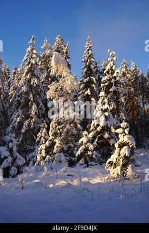 Bosque cubierto de nieve Foto de stock