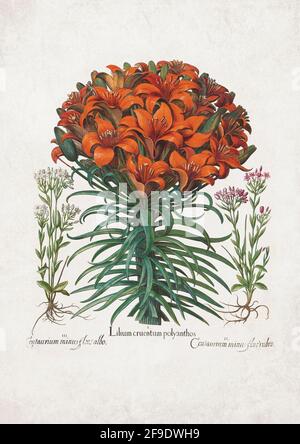 Lilium Lilium Red Lilium – Arte de Basilius Besler (1561–1629) Foto de stock