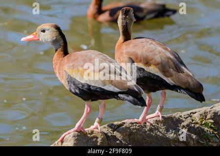 Dos patos silbando de vientre negro sobre una roca en el orillas de una laguna Foto de stock