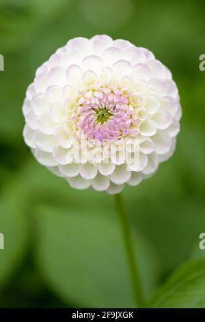 Miniatura Ball Dahlia 'Josie Gott'. Flor blanca enrojecida púrpura pálido. Flor única, fondo verde desenfocado Foto de stock