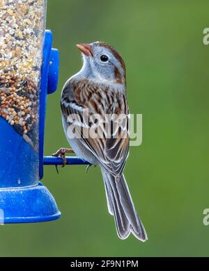 Campo común Sparrow ( Spizella pusilla ) Encaramado en el alimentador mirando hacia arriba Foto de stock