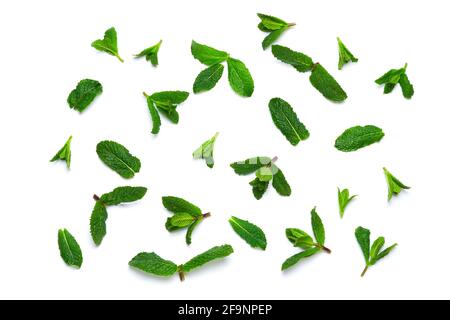 Hojas de menta verde fresco aisladas sobre blanco Foto de stock