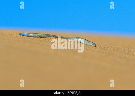 El madriguera de Fitzsimmons, Typlacontias brevipes, en la duna de arena, Swakopmund, Dorob National Park, Namibia. Desierto animal en el hábitat, arena naranja