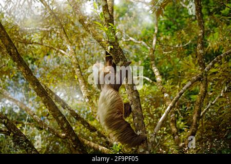 Perezoso en el hábitat natural. El hermoso Sloth de dos dedos de Hoffman, Choloepus hoffmanni, trepando sobre el árbol en la vegetación verde oscuro del bosque. Lindo animal Foto de stock