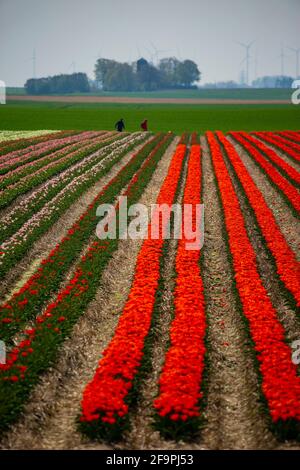 Tulpen wachsen auf den Feldern bei Schloß Dyck in der Nähe von Grevenbroich. Damit Schaulustige nichts zertrampeln oder wegnehmen, gibt es feste Benim Foto de stock