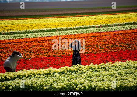 Tulpen wachsen auf den Feldern bei Schloß Dyck in der Nähe von Grevenbroich. Damit Schaulustige nichts zertrampeln oder wegnehmen, gibt es feste Benim Foto de stock