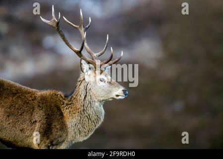 Ciervo Rojo macho Cervus elaphus apesta en las Tierras Altas de Escocia