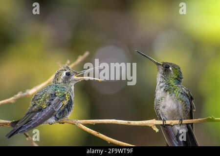 lindo bebé colibrí