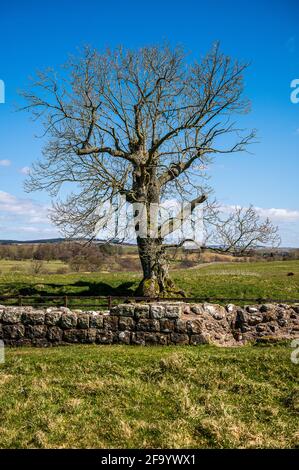 Fortaleza romana de Birdoswald en Cumbria, Inglaterra Foto de stock