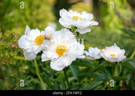 Paeonia x suffruticosa 'Godaishu'. Peonía arbórea 'Godaishu'. Mouton peony 'Godaishu'. Flores blancas semi-dobles