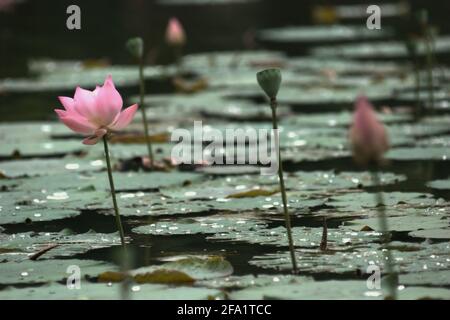 loto Indio (Nelumbo nucifera) en el Jardín Botánico de Bogor, Bogor, Java Occidental, Indonesia.