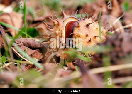 Castaño común (Aesculus hippocastanum), fruto y hojas caídas en otoño, Austria Foto de stock