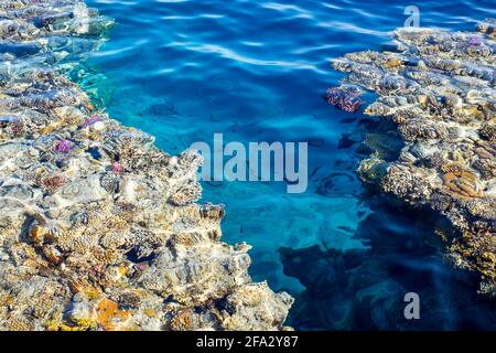 Arrecife de coral en aguas azules del Mar Rojo Foto de stock