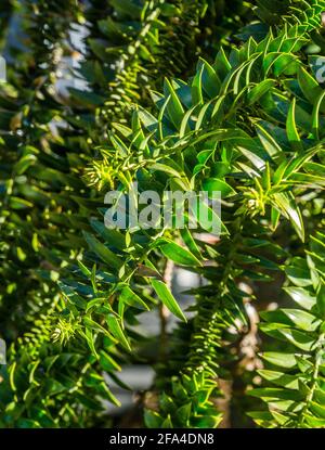 Las hojas puntiagudas del pino Bunya están arrayadas radialmente alrededor del ramal, Parque Nacional de las Montañas Bunya, Región de Burnett Sur, Queensland, Australia Foto de stock