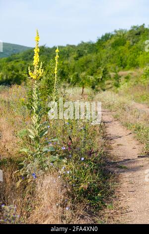 Flores amarillas altas crecen cerca de la carretera rural. Verbascum densiflorum es una especie de planta del género Foto de stock