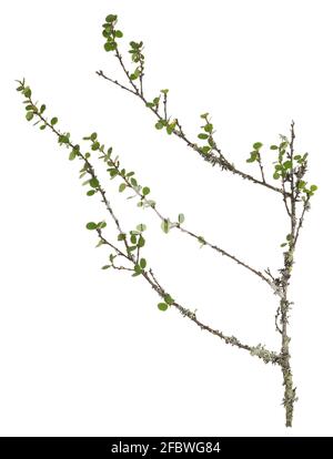 Abedul enano, Betula nana twig con hojas aisladas sobre fondo blanco Foto de stock