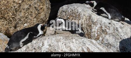 Panorama de un par de pingüinos africanos se encuentran juntos en la playa Boulders en una roca y se miran unos a otros, Sudáfrica Foto de stock