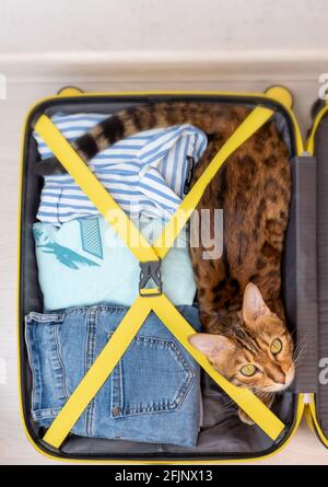 Gato bengal tumbado en una maleta, recogido para un viaje en la habitación, vista superior Foto de stock