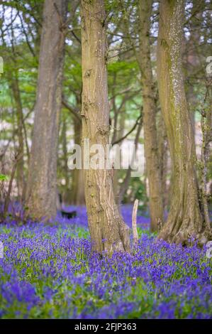 Alfombra clásica de Bluebells ingleses en el camino en Hertfordshire bosques