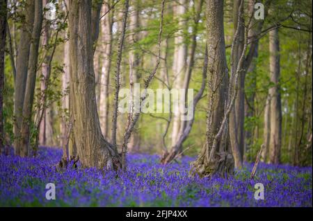 Alfombra clásica de Bluebells ingleses en el camino en Hertfordshire bosques