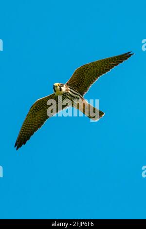 Afición eurasiática (Falco subbuteo) en vuelo, Goldenstedt, Baja Sajonia, Germanyy Foto de stock