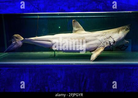 Un tiburón marrajo shortfin sin vida (Isurus oxyrinchus - un gran tiburón caballa) conservado y mantenido en un tanque de agua especial en el acuario de Sao Paulo. Foto de stock