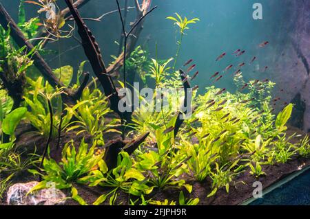 Un shoal de tetra de cabeza de fuego (Hemigrammus bleheri - especie de characina encontrada en la cuenca del Amazonas en Brasil y Perú) nadando en un tanque de agua. Foto de stock