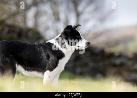 Joven perro pastor de colis de la frontera apenas comenzando a trabajar. North Yorkshire, Reino Unido.