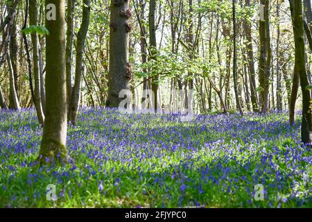 Brighton Reino Unido 27th de abril de 2021 - Una alfombra de bluebells en la mañana temprana del sol de primavera en Stanmer Park Great Wood , Brighton , Sussex : Credit Simon Dack / Alamy Live News Foto de stock