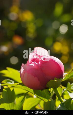 Peony sale de cerca. Flor de peonías. Dinero flor de felicidad Fotografía  de stock - Alamy