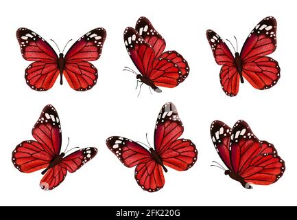 Mariposas. Insectos realistas coloreados Hermosa colección de mariposas de vectores de polillas