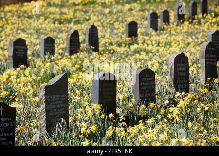 Primavera en el cementerio Windermere de la iglesia parroquial de Troutbeck, en el lago Cumbria Parque Nacional del Distrito Foto de stock