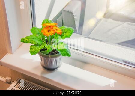 Gerberas de dos colores naranja amarillo en macetas en el balcón alféizar iluminado por el sol