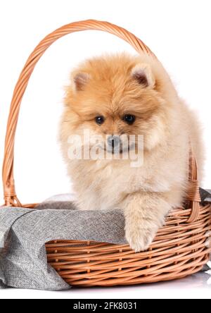 Lindo perrito Pomeranian Spitz en cesta de mimbre se sienta frente al fondo blanco. Mascotas. Foto de stock