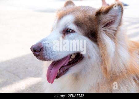 los malamutes de alaska son buenos primeros perros