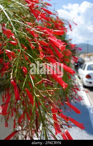 Las flores tubulares rojas de la planta de Coral (Russia equisetiformis)