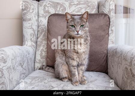 Lindo gato gris en una silla. Gracia. La raza de gato es azul ruso.