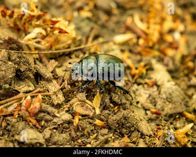 El Beetle Dung - Anoplotrpes stercorosus - Vista superior más cercana Foto de stock