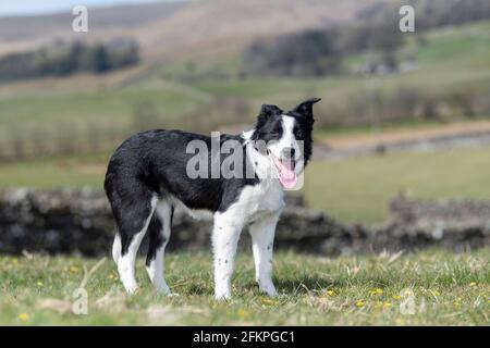 Joven perro pastor de colis de la frontera apenas comenzando a trabajar. North Yorkshire, Reino Unido.