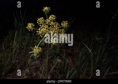 Una planta floreciente, Foothill Desert-Parsley (Lomatium utriculatum), una flor silvestre nativa del oeste de los EE.UU. Del bosque nacional de Sierra en California. Foto de stock