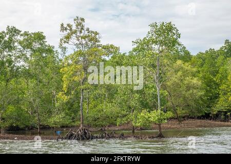 Crucero por la orilla del río Sibu Laut-Telaga Air, Matang, Sarawak, Malasia