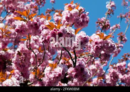 Primer plano de algunas hermosas flores de cerezo, Walmer, Kent Foto de stock