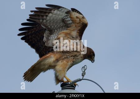 El halcón de cola roja toma vuelo. Foto de stock