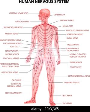 Gráfico infográfico del sistema nervioso Cerebro y nervios en la silueta corporal los sentidos