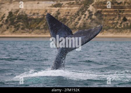 Lobtailing de ballena derecha, Península Valdés, Patrimonio de la Humanidad de la Unesco, Provincia de Chubut, Patagonia, Argentina. Foto de stock
