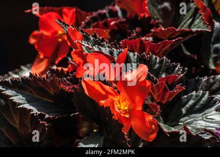 Begonia de cera; primer plano; botánica; jardín; floración; Flora; Plantas;  Detalle; Flores; Rojo; Verde; exterior; luz solar Fotografía de stock -  Alamy