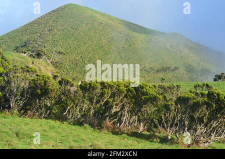 Paisajes rurales en la ladera media del volcán Pico, archipiélago de las Azores, Portugal Foto de stock