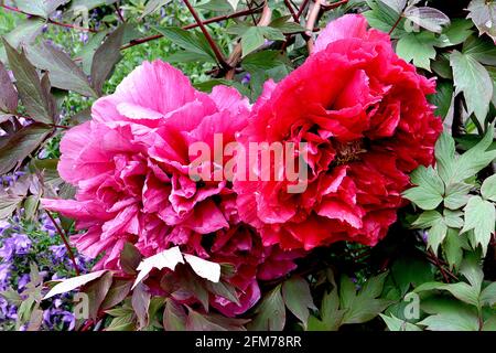 Paeonia suffruticosa «Doble Roja» Peony Doble Roja – flores rojas dobles con volantes y hojas verdes lobuladas, mayo, Inglaterra, Reino Unido
