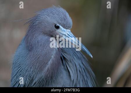 Little Blue Heron Foto de stock