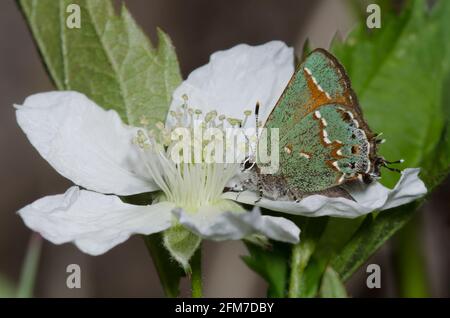 Juniper Hairstreak, Callophrys gryneus, nectaring de BlackBerry, Rubus sp.